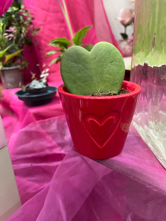 Hoya Kerri