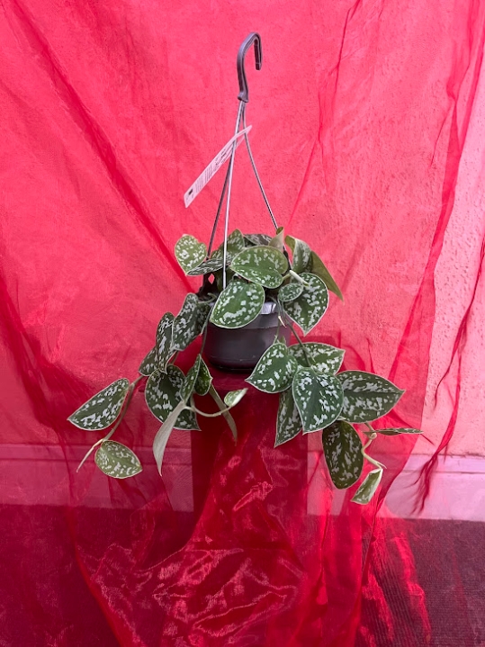 Satin Pothos