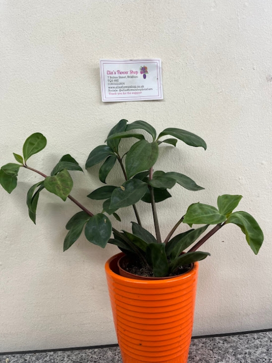 Peperomia Plant