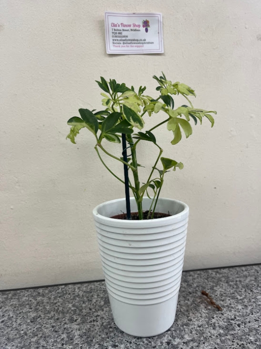 Schefflera
