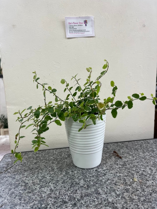 Trailing Fig