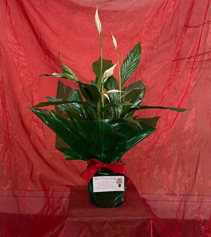 Peace Lily