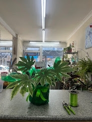 Fatsia