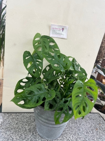 Monstera.