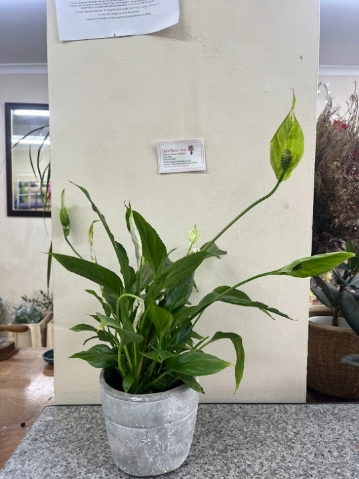 Peace Lily