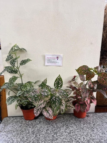 Poka Dot Plants