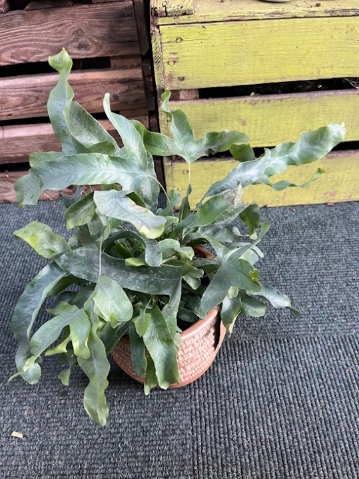 Staghorn Fern