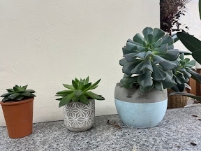 Succulents
